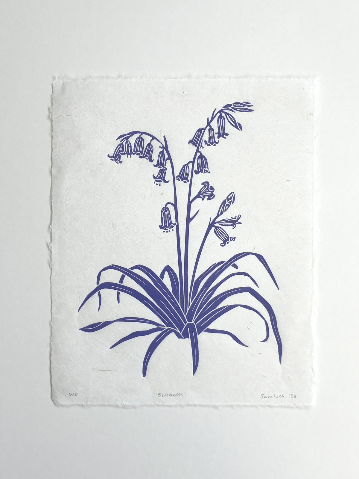 Bluebell handmade linocut botanical print isolated on a white background.