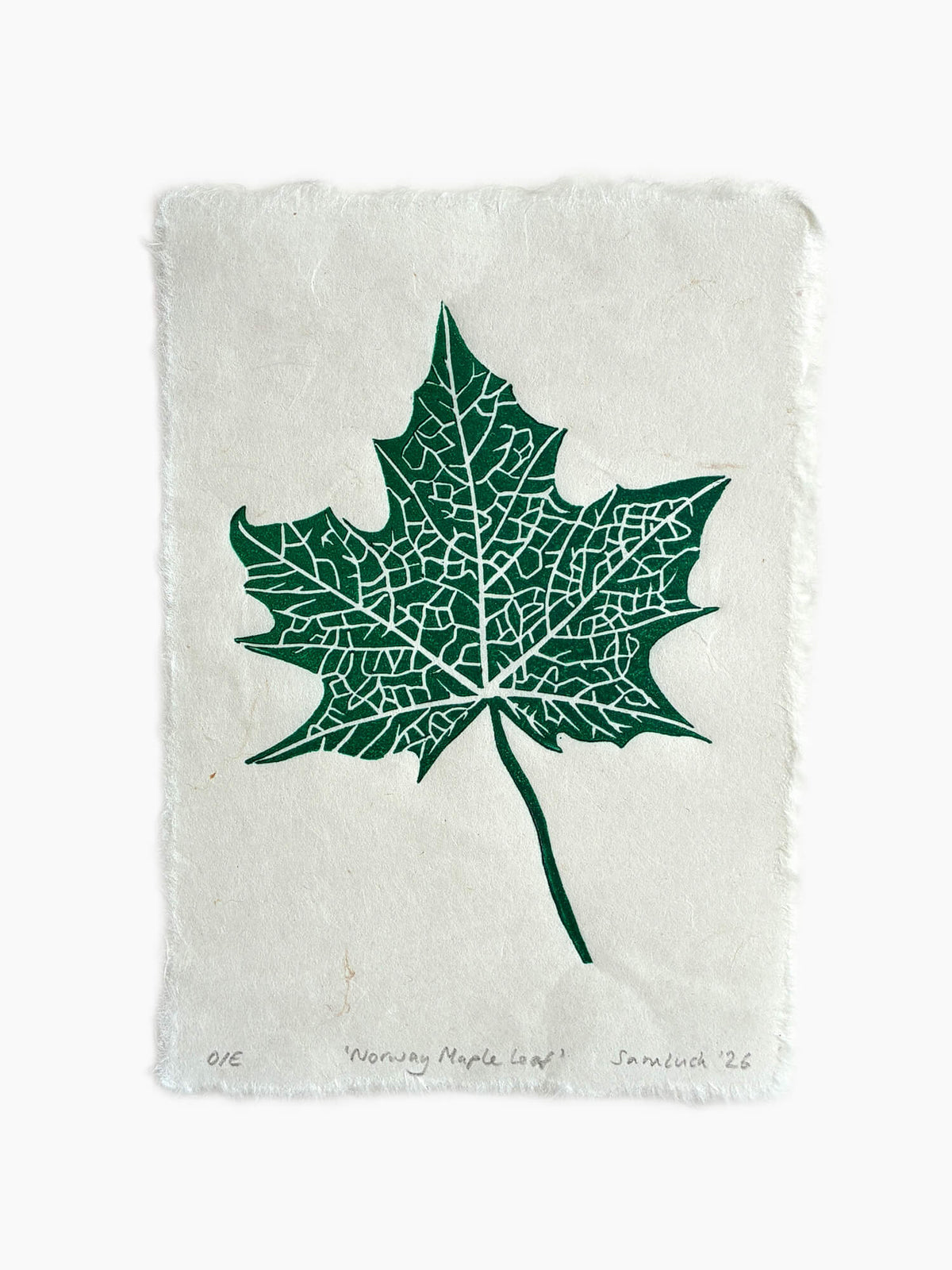 Maple leaf botanical art print on a white background.
