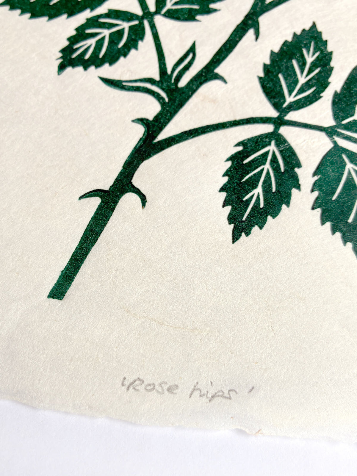 A close-up of a botanical art print featuring a dark green rose stem and leaves on textured off-white paper, with the handwritten title 'rose hips' visible near the bottom.