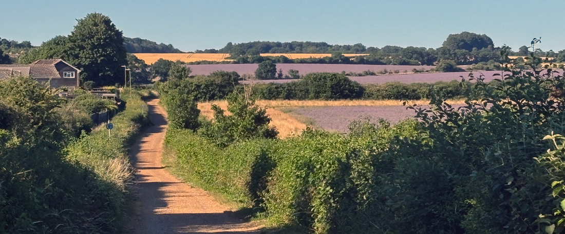 How the Hampshire Countryside Inspires My Botanical Linocut Prints