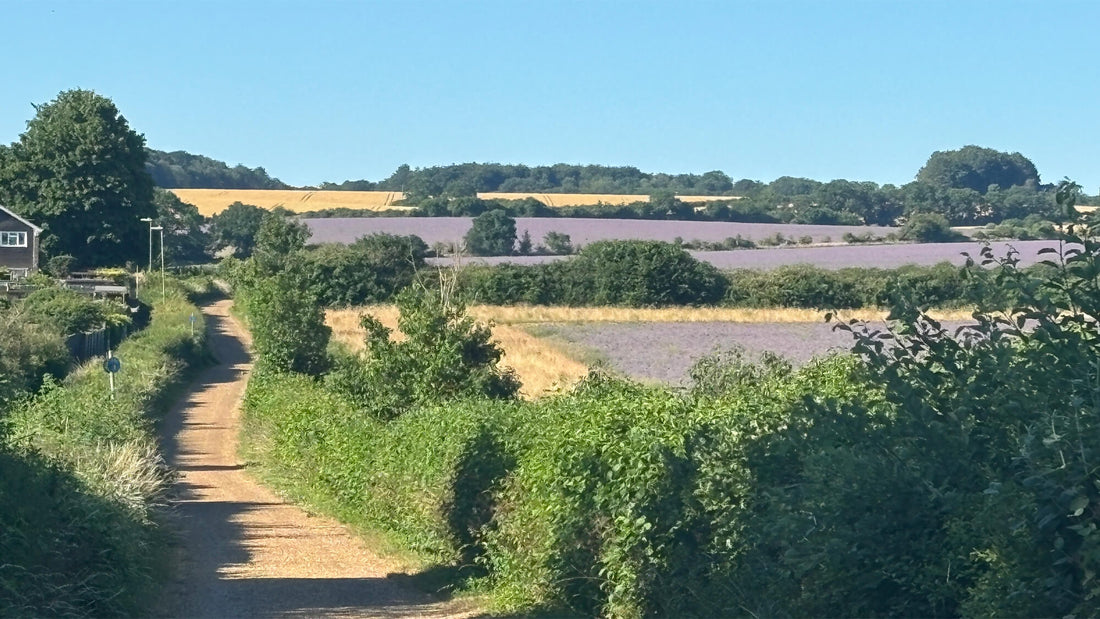 How the Hampshire Countryside Inspires My Botanical Linocut Prints