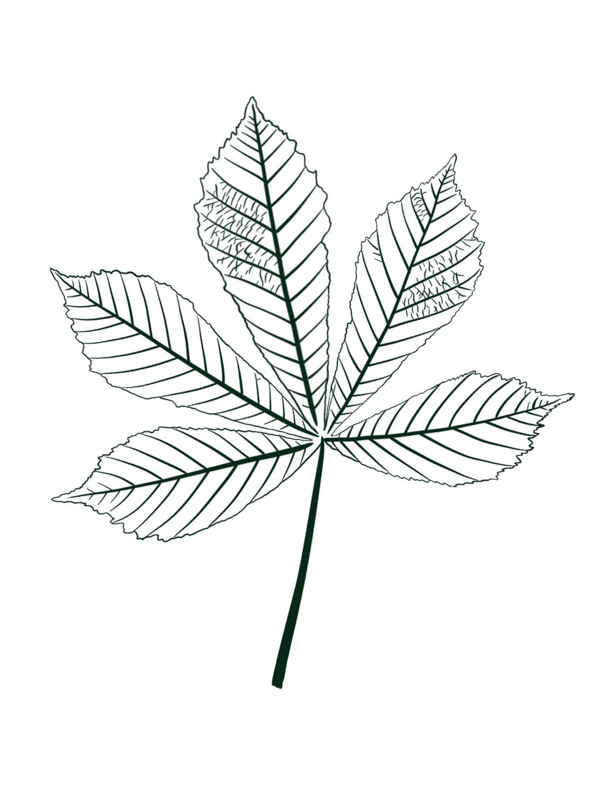 A botanical line drawing of a palmate leaf with detailed vein patterns, rendered in dark green ink on a solid white background.