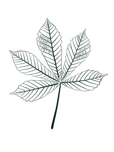 A botanical line drawing of a palmate leaf with detailed vein patterns, rendered in dark green ink on a solid white background.