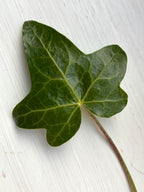 Detail of an Ivy leaf isolated on a white backkground. Inspiration for a botanical linocut.