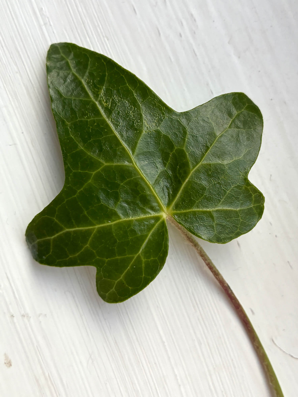 Detail of an Ivy leaf isolated on a white backkground. Inspiration for a botanical linocut.