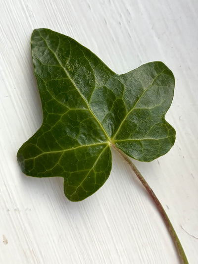 Detail of an Ivy leaf isolated on a white backkground. Inspiration for a botanical linocut.