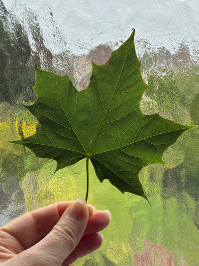 Norway maple leaf held up against a window to show the detail. Inspiration for botanical linocut.