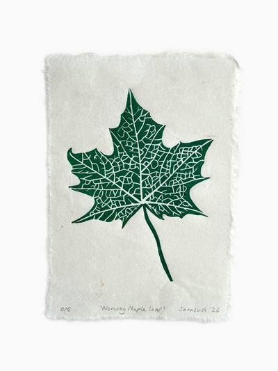 Maple leaf botanical art print on a white background.