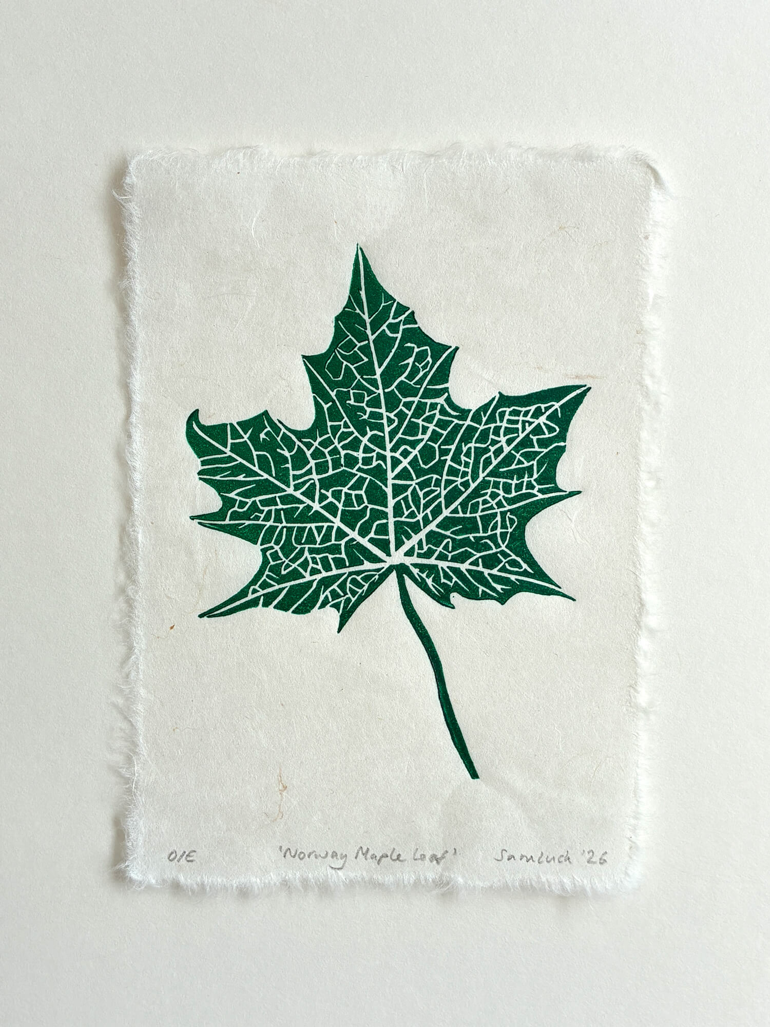 Norway maple leaf botanical art print on a white background.