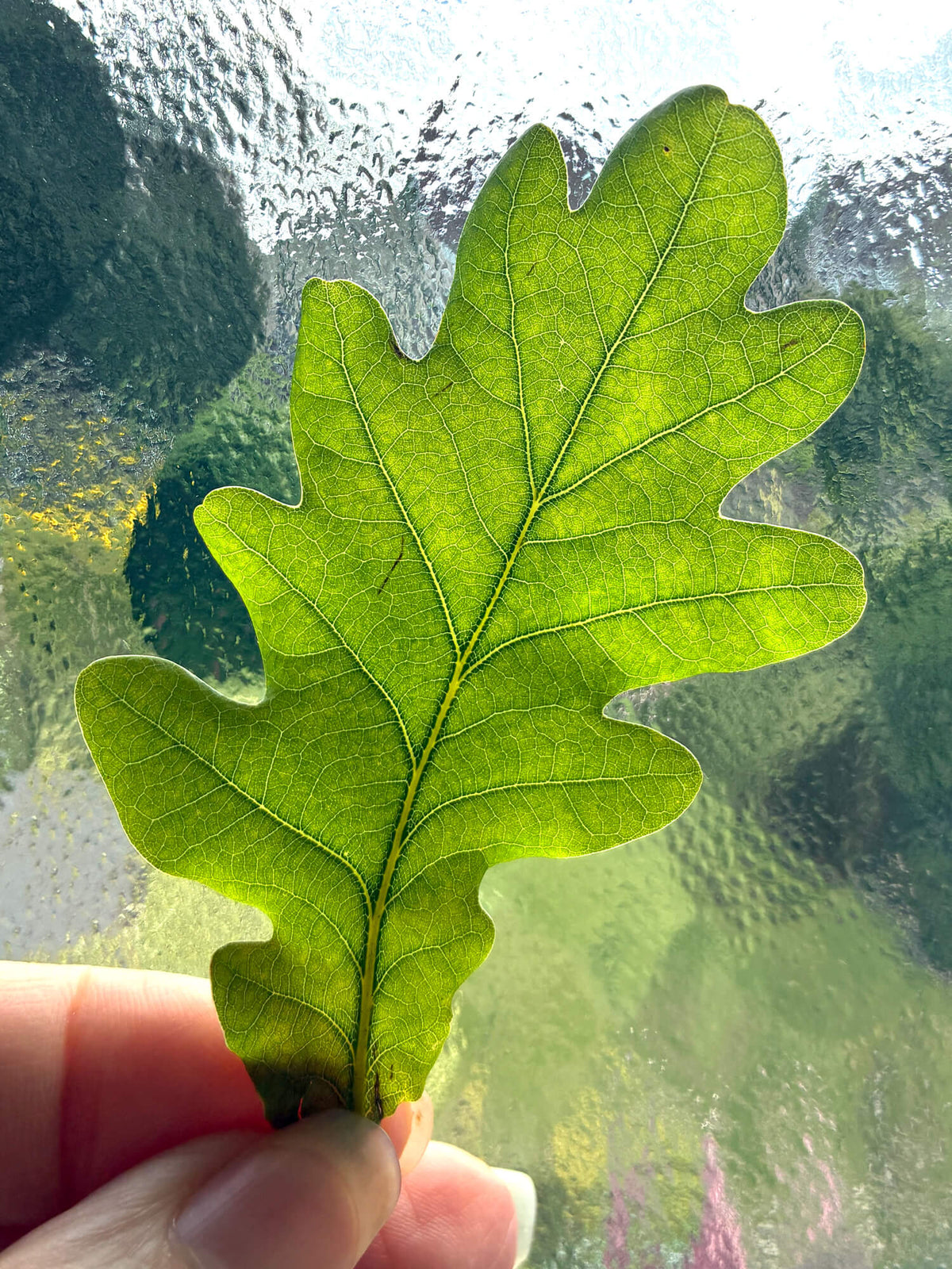 Oak leaf held up against a window to show the detail. Inspiration for botanical linocut print.