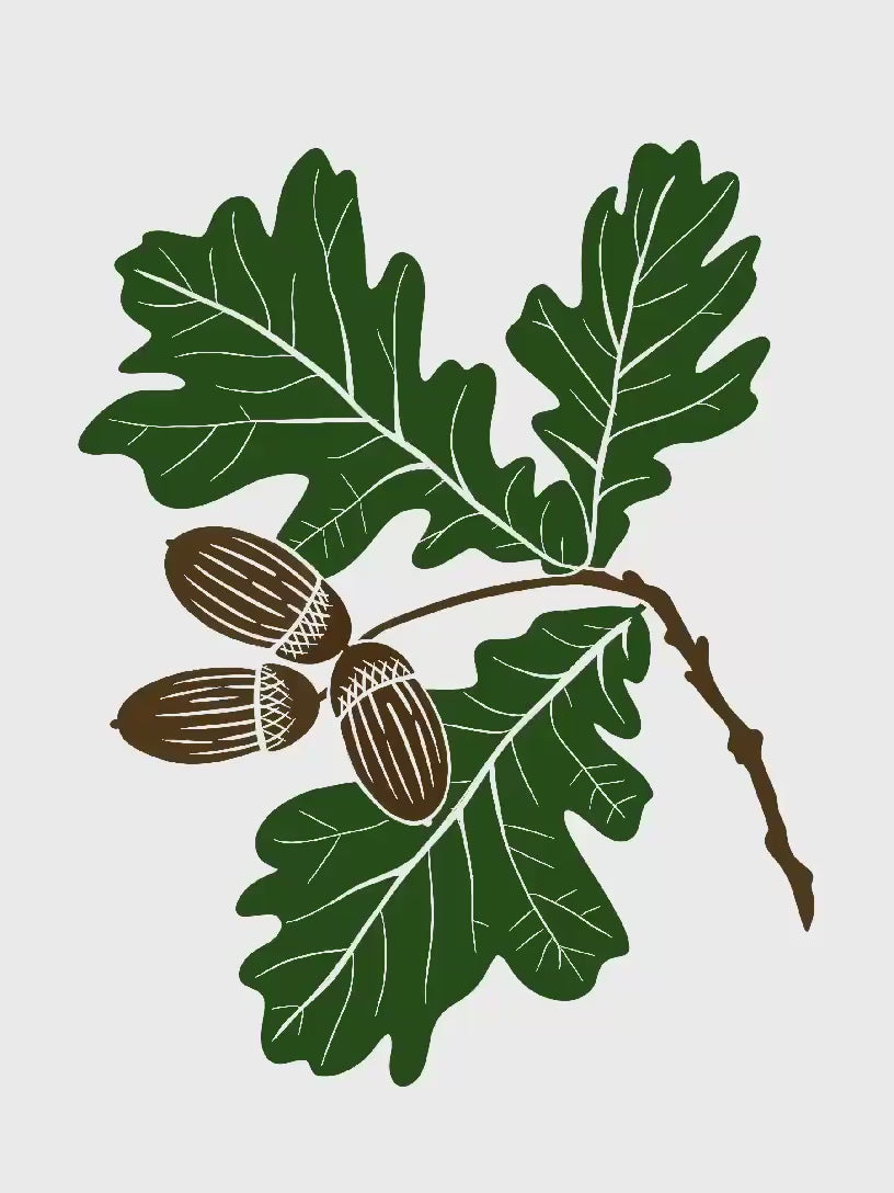Sam Luck botanical linocut drawing process sketch of acorns