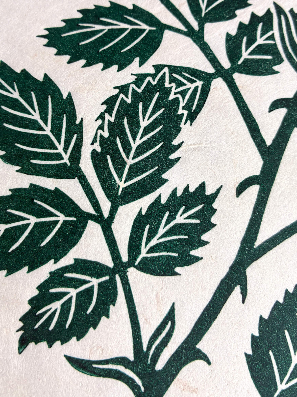 A close-up of botanical leaves and stems on a textured off-white background.