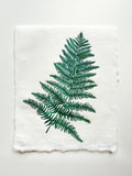 Handmade fern leaf nature linocut print on handmade paper, on isolated white background, hand printed by UK botanical linocut artist Sam Luck.
