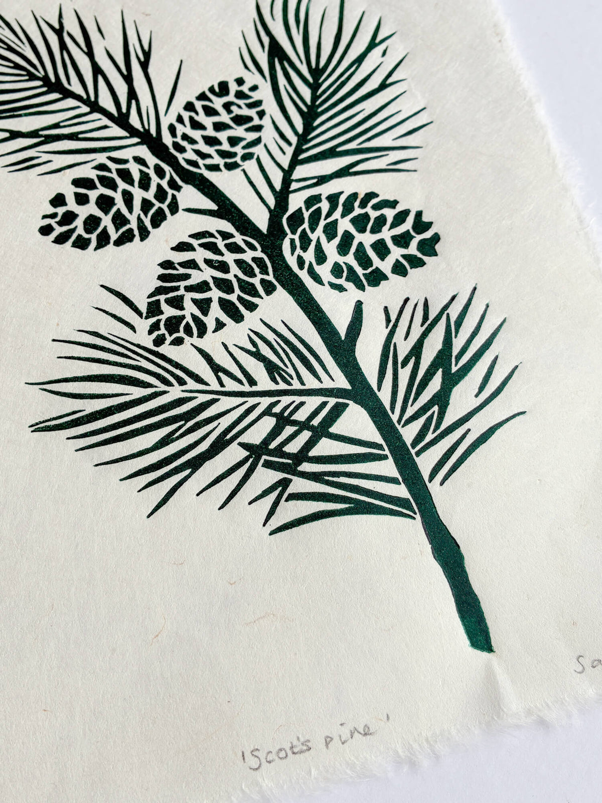 A close-up of a linocut printed botanical design showing dark green pine needles and pinecones on textured off-white handmade paper, with the handwritten label 'Scots pine' near the bottom edge.
