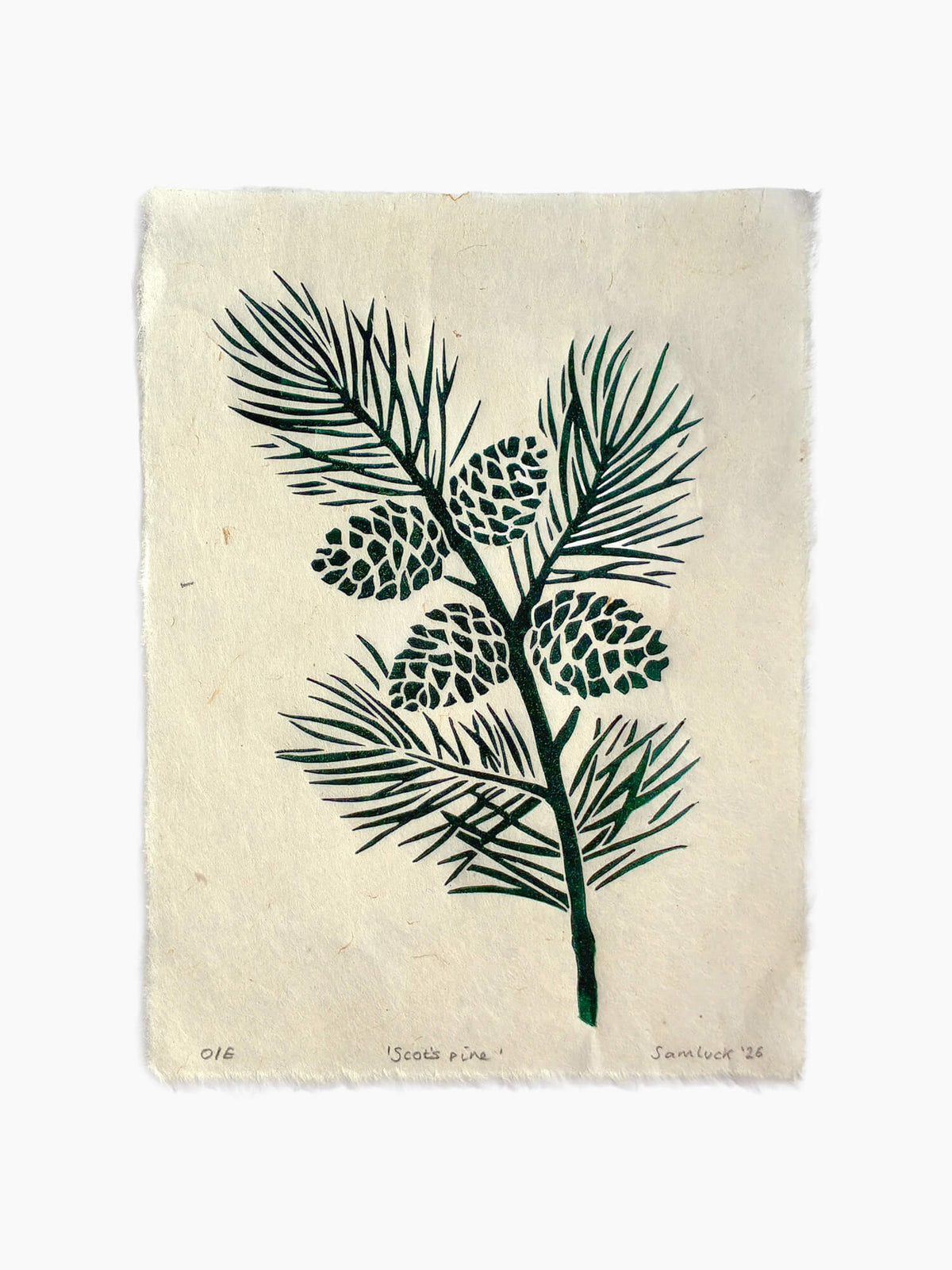 An art print on handmade off-white paper featuring a dark green botanical illustration of pine needles and pinecones, and signed at the bottom.
