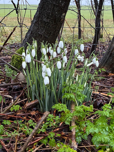 Snowdrops emerging from the ground in a natural setting with trees and grass. Inspiration for handmade art.